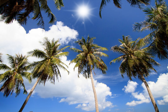 Coconut tree under blue sky, in sunny day
