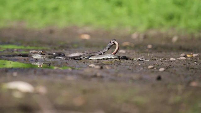 Grass snake  creeps on the ground/Grass snake pulls in the mouth loach