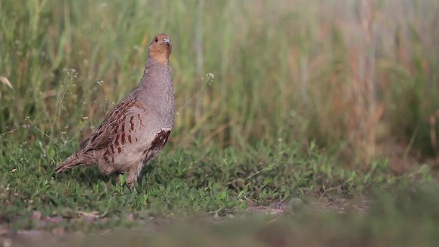grey partridge on the edge of the field/partridge on the edge of the wheat field