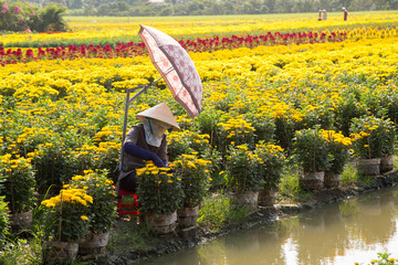 VietNamese woman with conical hat is harvesting flower
