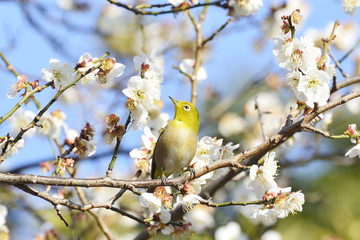 Mejiro on a twig of japanese apricot.