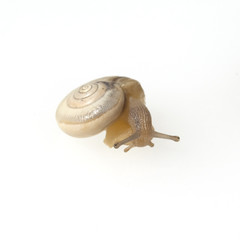 Heideschnecke, weisse, Xerolenta obvia