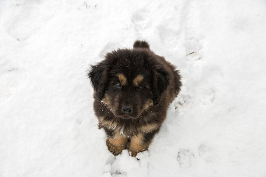 Tibetan Mastiff Puppy In Snow