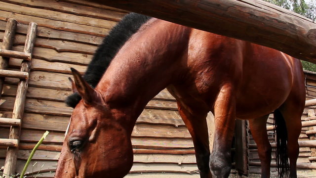 horse eats hay in a stall
