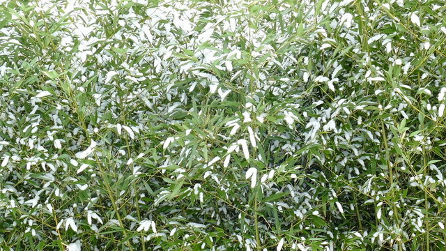 snow covered bamboo
