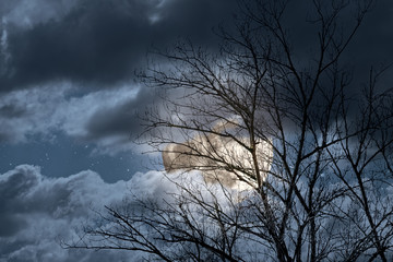 Arising full moon behind naked tree