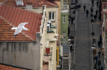 Bird's Eye View of Istanbul