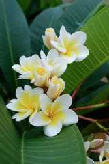 Stickers pour porte Frangipanier fleur tropicale de frangipanier blanc, fleur de plumeria en fleurs fraîches
