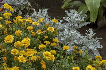 Background of flowers various in garden of  Montana, Bulgaria
