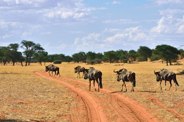 Blue wildebeest antelopes, Namibia