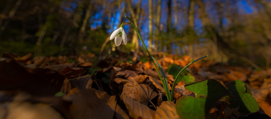 Beautiful wild snowdrop flowers, Galanthus nivalis, in the forest, on a sunny spring day
