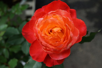 朱色のバラ　バラの花　赤　深紅のバラ