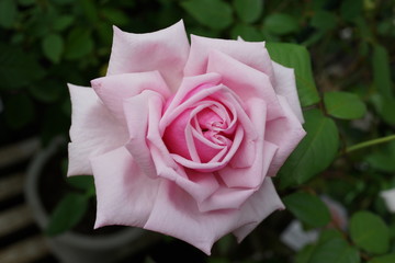 ピンクのバラ　バラの花　桃色