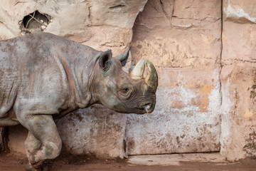 Fototapeta premium nashorn