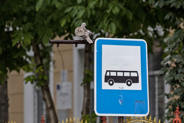 Pigeon on the sign for bus station