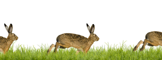 Happy Easter © Photo-SD