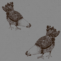 Image chickens. Wallpaper.