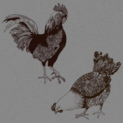 Image chickens. Wallpaper.
