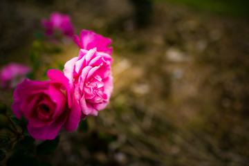 Rose. Okinawa, Japan, Asia.