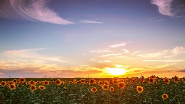 sunset over field of sunflowers timelapse.