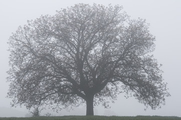 silueta de árbol en la niebla