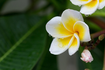 Obraz na płótnie Canvas white frangipani plumeria tropical flower with water drops
