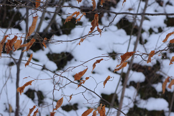 枯れ草のある雪景色