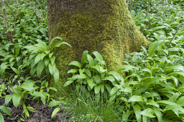 Bosque con ajo de oso