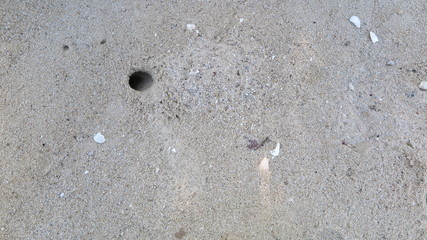crab hole on the beach