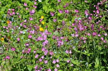 Wild flowery with red campion flowers and buttercups