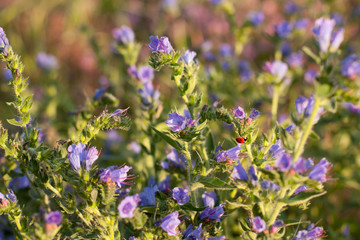 Marienkäfer auf der Wiese