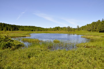 A pond in the forest