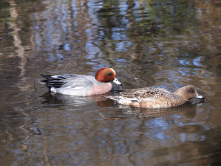 ヒドリガモつがい