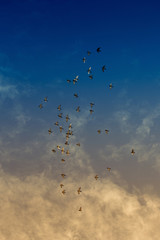 A colorful Irish sky on a sunset evening with the birds flying i