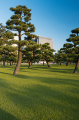 Tree in a park in central Tokyo