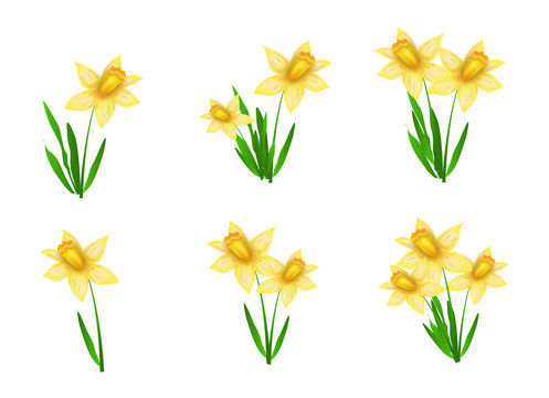 Set of daffodils illustration
