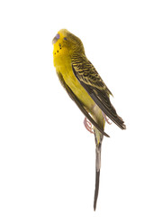 Some birds aren't meant to be caged