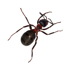 top view of dark brown ant