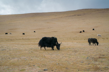 Wild yak in the steppe eating grass