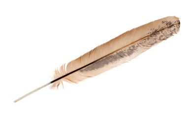 grey and brown rooster feather