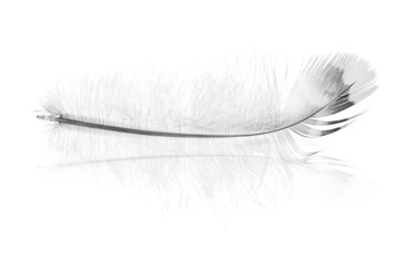 feather with grey edge and reflection