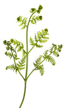 green young spring fern on white