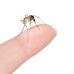 small mosquito on woman finger