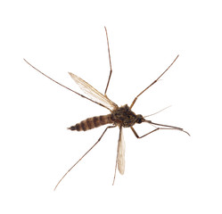 small forest isolated mosquito