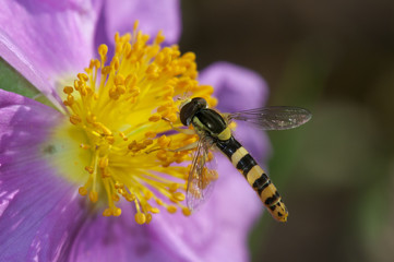 mosca cernidora Sphaerophoria virgata