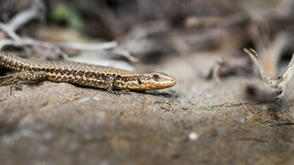 Common lizard