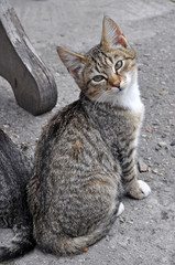 two tabby cats in love sitting back to back