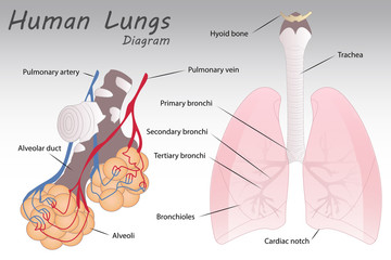 Human Nose Diagram Buy This Stock Vector And Explore Similar