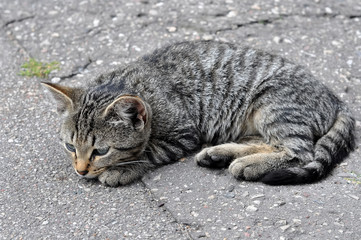 unhappy cat on the road