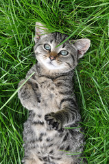Nice tabby cat lying on green grass